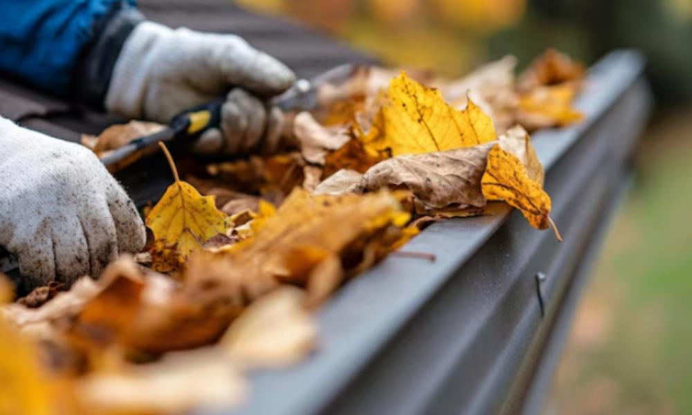 Leaf Removal Cape Town